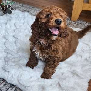 Cupcake  F1BB, Mini Goldendoodle Puppy