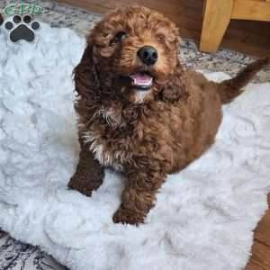 Cupcake  F1BB, Mini Goldendoodle Puppy