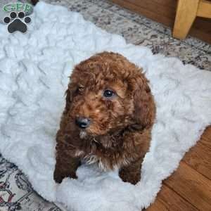 Cupcake  F1BB, Mini Goldendoodle Puppy