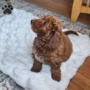 Cupcake  F1BB, Mini Goldendoodle Puppy