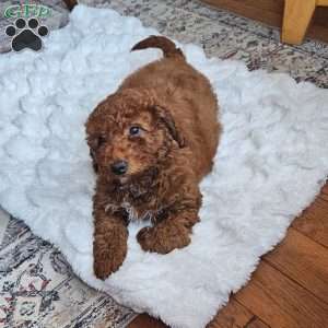 Cupcake  F1BB, Mini Goldendoodle Puppy