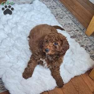 Cupcake  F1BB, Mini Goldendoodle Puppy