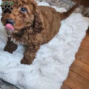 Cupcake  F1BB, Mini Goldendoodle Puppy