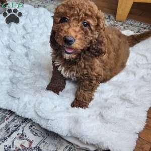 Cupcake  F1BB, Mini Goldendoodle Puppy