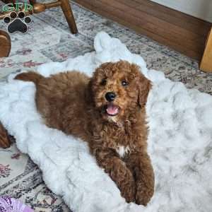 Prince  F1BB, Mini Goldendoodle Puppy