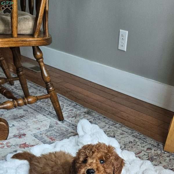 Prince  F1BB, Mini Goldendoodle Puppy