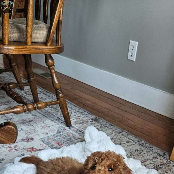 Prince  F1BB, Mini Goldendoodle Puppy