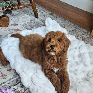 Prince  F1BB, Mini Goldendoodle Puppy