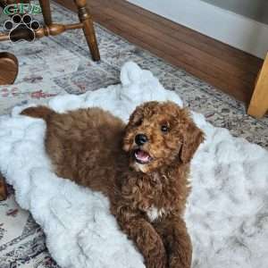 Prince  F1BB, Mini Goldendoodle Puppy