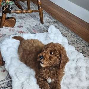 Prince  F1BB, Mini Goldendoodle Puppy