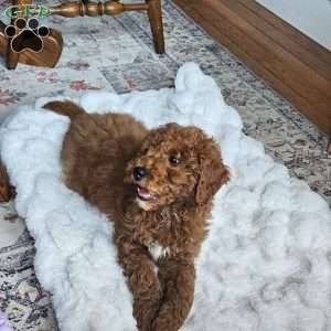 Prince  F1BB, Mini Goldendoodle Puppy