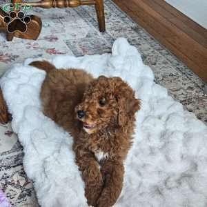 Prince  F1BB, Mini Goldendoodle Puppy