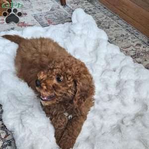 Prince  F1BB, Mini Goldendoodle Puppy