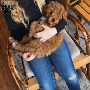 Prince  F1BB, Mini Goldendoodle Puppy