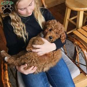 Prince  F1BB, Mini Goldendoodle Puppy