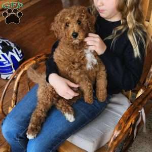 Prince  F1BB, Mini Goldendoodle Puppy