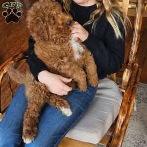 Prince  F1BB, Mini Goldendoodle Puppy