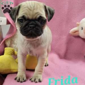 Frida, Pug Puppy