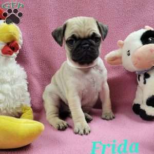 Frida, Pug Puppy