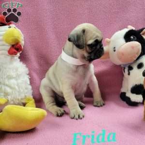 Frida, Pug Puppy
