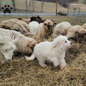 Kringle, Great Pyrenees Puppy