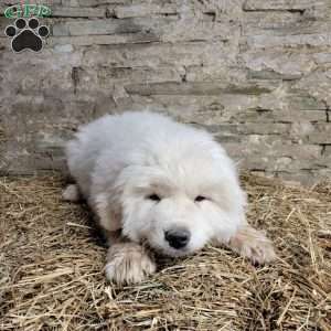 Kringle, Great Pyrenees Puppy