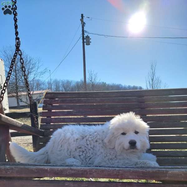 Kringle, Great Pyrenees Puppy