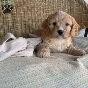 Teddy, Cavapoo Puppy