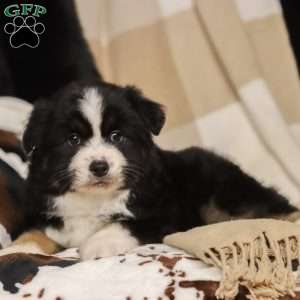 Largo, Miniature Australian Shepherd Puppy