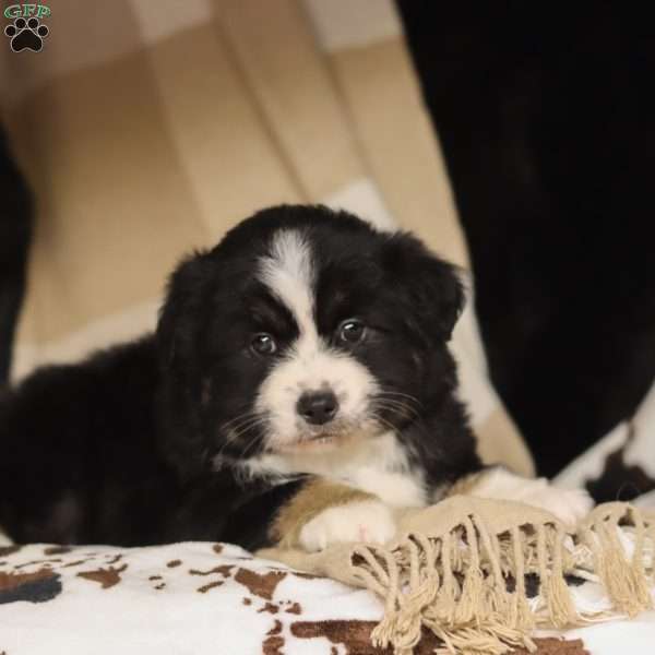 Largo, Miniature Australian Shepherd Puppy