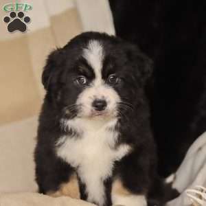 Largo, Miniature Australian Shepherd Puppy