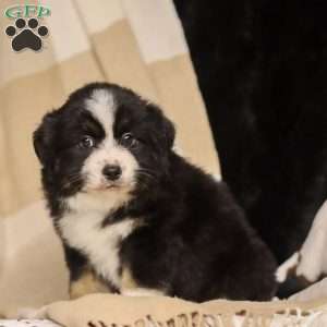 Largo, Miniature Australian Shepherd Puppy