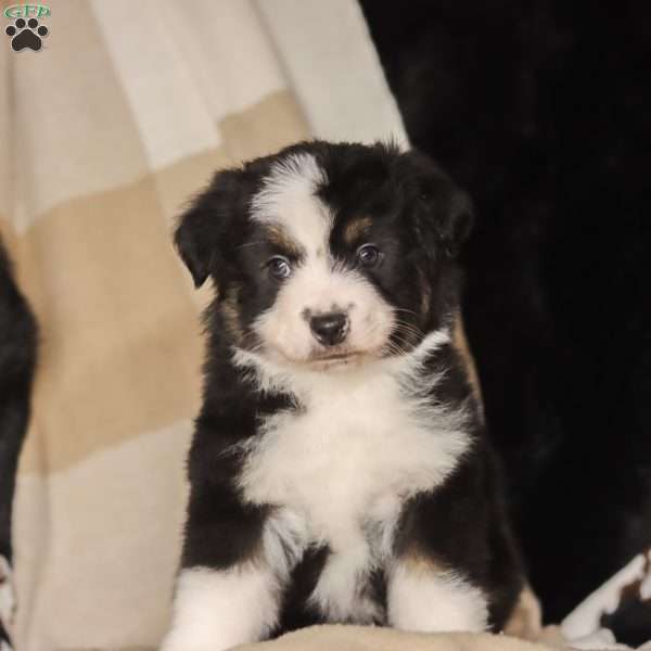 Lane, Miniature Australian Shepherd Puppy