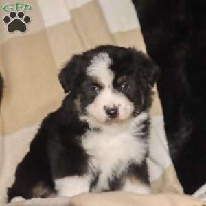 Lane, Miniature Australian Shepherd Puppy