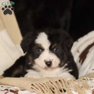 Lane, Miniature Australian Shepherd Puppy