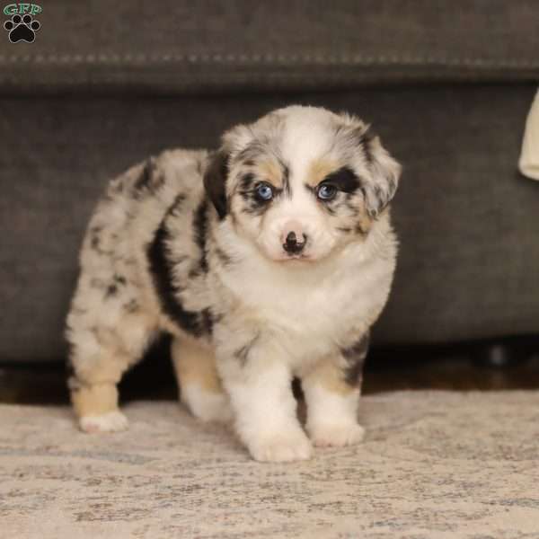 Laika, Miniature Australian Shepherd Puppy