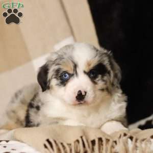 Laika, Miniature Australian Shepherd Puppy