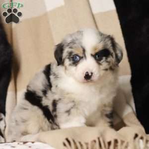 Laika, Miniature Australian Shepherd Puppy