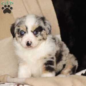 Laika, Miniature Australian Shepherd Puppy