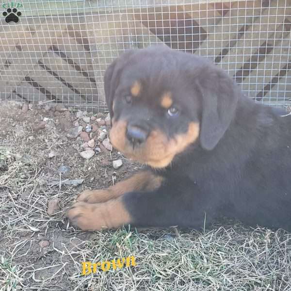 Brown, Rottweiler Puppy