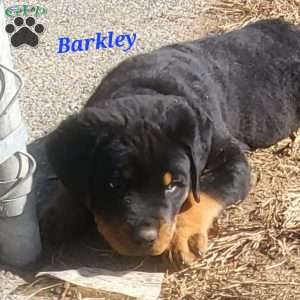 Rottweiler Puppies For Sale - Greenfield Puppies