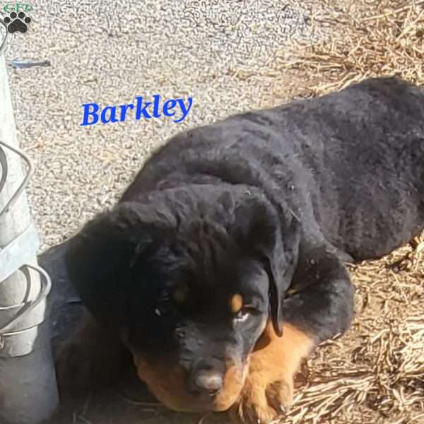 Barkley, Rottweiler Puppy