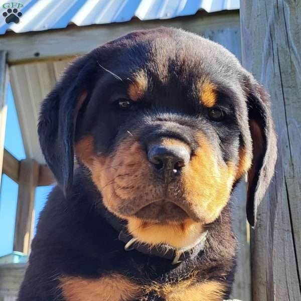 Hurts, Rottweiler Puppy