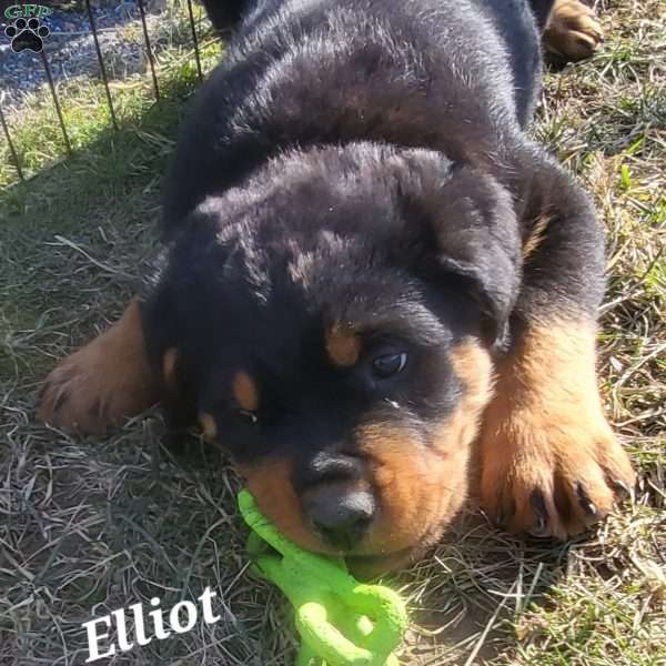 Elliot, Rottweiler Puppy