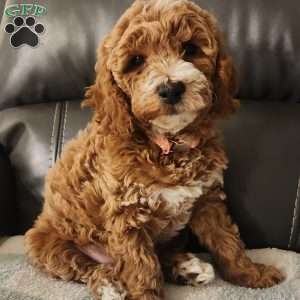 Noelle, Miniature Poodle Puppy