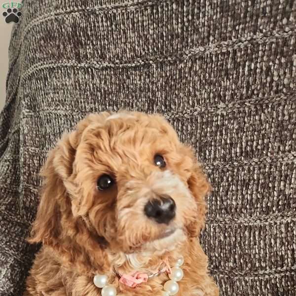 Noelle, Miniature Poodle Puppy