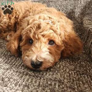 Noelle, Miniature Poodle Puppy