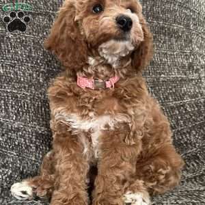 Noelle, Miniature Poodle Puppy