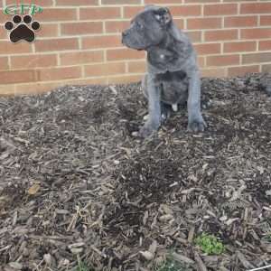 Simba, Cane Corso Puppy