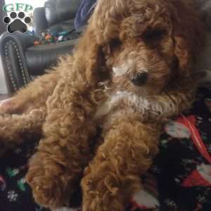 Noelle, Miniature Poodle Puppy